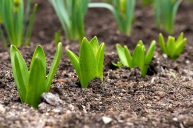 Filiz bahar çiçekleri nergis erken bahar bahçe