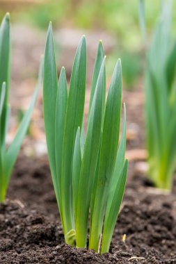 Filiz bahar çiçekleri nergis erken bahar bahçe - dikey yönlendirme