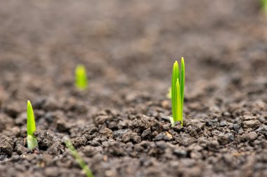 bahar bahçe germinated bitkilerde