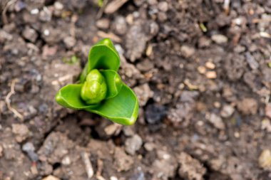 Filiz bahar çiçekleri nergis erken bahar bahçe - Üstten Görünüm