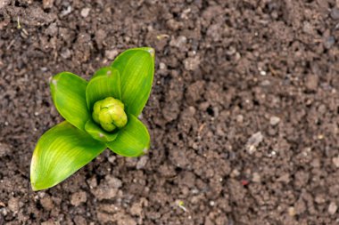Filiz bahar çiçekleri nergis erken bahar bahçe - Üstten Görünüm