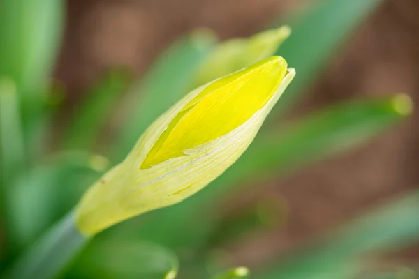 Gekeimte Frühlingsblumen Narzissen im Vorfrühlingsgarten — Stockfoto