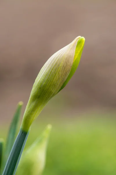 Gekeimte Frühlingsblumen Narzissen im Vorfrühlingsgarten - vertikale Ausrichtung — Stockfoto