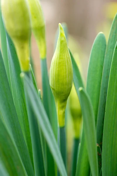 Gekeimte Frühlingsblumen Narzissen im Vorfrühlingsgarten - vertikale Ausrichtung — Stockfoto
