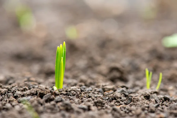 Plantes germées dans le jardin de printemps — Photo