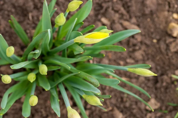 Gekeimte Frühlingsblumen Narzissen im Vorfrühlingsgarten - Ansicht von oben — Stockfoto