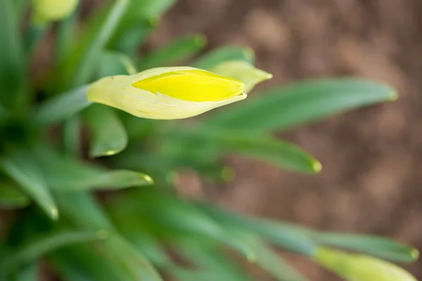 Gekeimte Frühlingsblumen Narzissen im Vorfrühlingsgarten - Ansicht von oben — Stockfoto