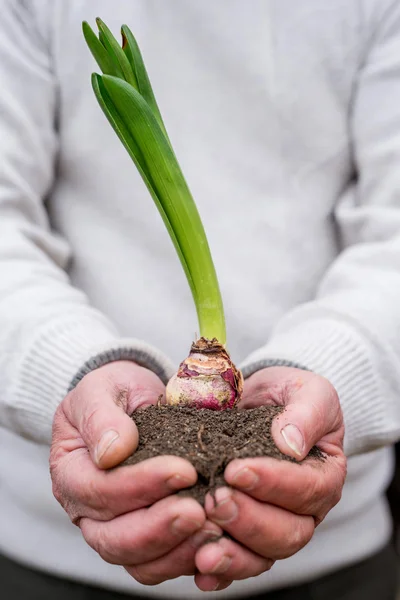 Solo e planta em mãos de copos — Fotografia de Stock