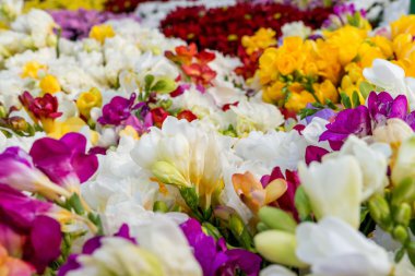 renkli Frezya, çiçek arka plan çeşitli