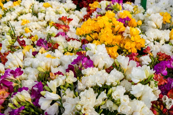 Variedade de freesias coloridas, fundo floral — Fotografia de Stock