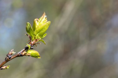 ilkbaharda çiçek açan dalları