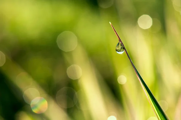 Goccia d'acqua su un filo d'erba e riflessione in esso — Foto Stock