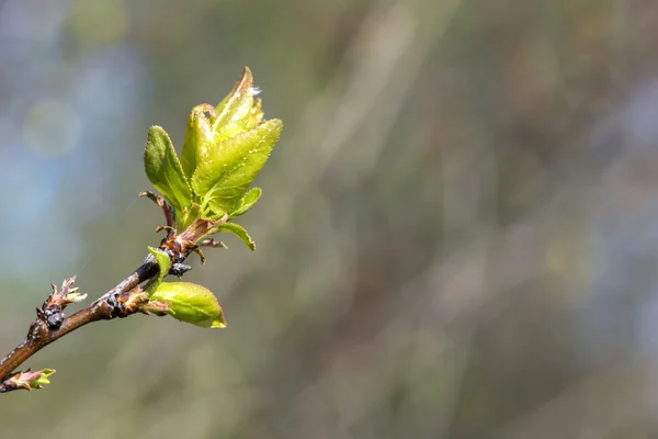 Kwitnące gałęzie na wiosnę — Zdjęcie stockowe