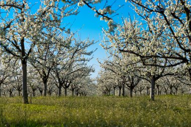 Yeşil çimenlikteki güzel çiçek açan kiraz ağaçları.