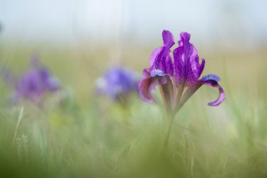 Yaban süsen çiçeklenme