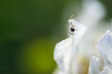 Bu örümcek ile vahşi Iris
