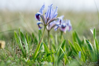 Yaban süsen çiçeklenme