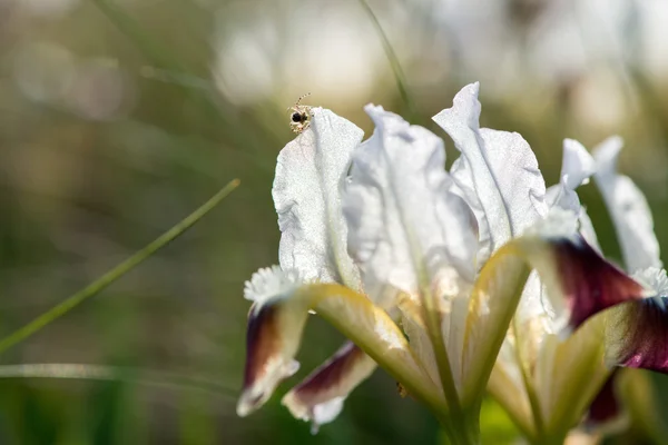 Virágzó vad íriszek — Stock Fotó