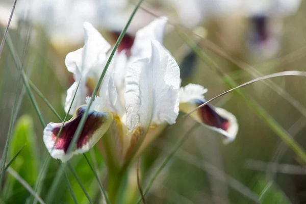 Blomma vilda Iris — Stockfoto