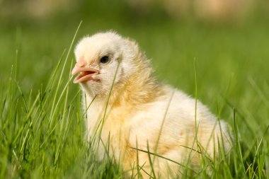 Yeni yumurtadan civciv yeşil çimenlerin üzerinde