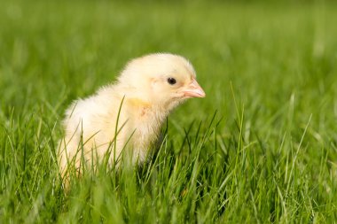 Yeni yumurtadan civciv yeşil çimenlerin üzerinde