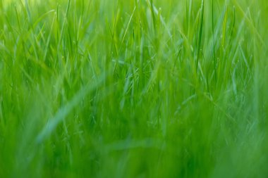 Yeşil Çimen Arkaplanı