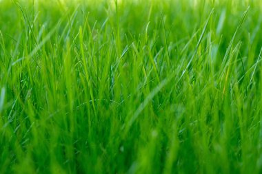 Yeşil Çimen Arkaplanı