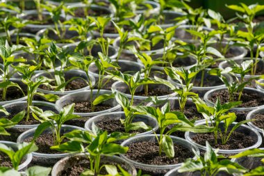 bir serada büyüyen biber fideleri