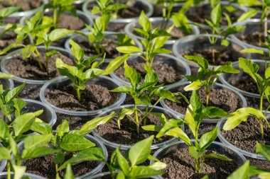 bir serada büyüyen biber fideleri