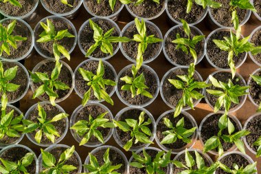 biber fidesi büyüyen bir serada - Üstten Görünüm