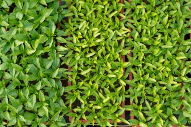 biber fidesi büyüyen bir serada - Üstten Görünüm