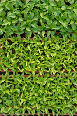 bir serada - büyüyen fidan üstten görünüm, dikey yönlendirme biber