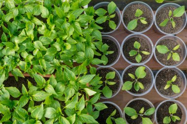 biber fidesi büyüyen bir serada - Üstten Görünüm