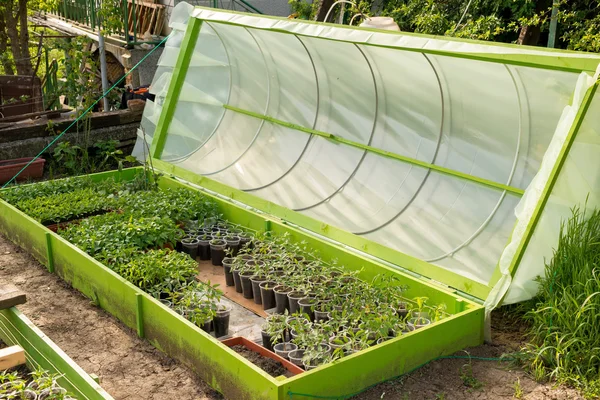 Invernadero para cultivo de plántulas —  Fotos de Stock