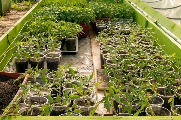 Invernadero para cultivo de plántulas —  Fotos de Stock