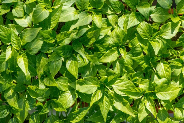 Paprika plantor växer i ett växthus - ovanifrån — Stockfoto