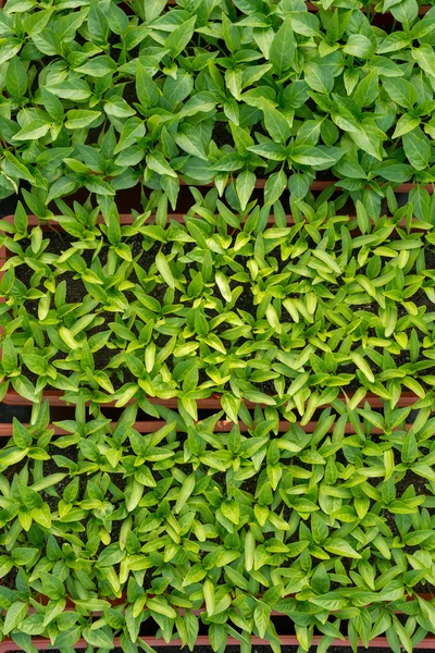 bir serada - büyüyen fidan üstten görünüm, dikey yönlendirme biber