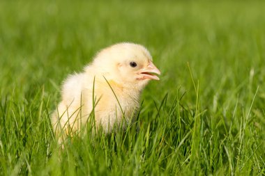 Yeni yumurtadan civciv yeşil çimenlerin üzerinde