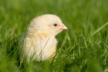 Yeni yumurtadan civciv yeşil çimenlerin üzerinde