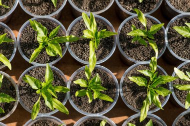 biber fidesi büyüyen bir serada - Üstten Görünüm