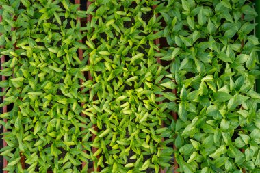 biber fidesi büyüyen bir serada - Üstten Görünüm