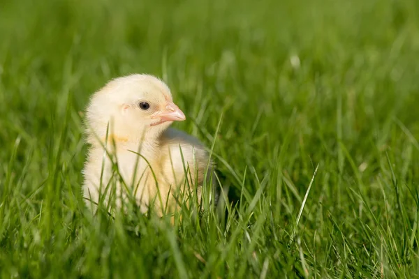 Yeni yumurtadan civciv yeşil çimenlerin üzerinde — Stok fotoğraf