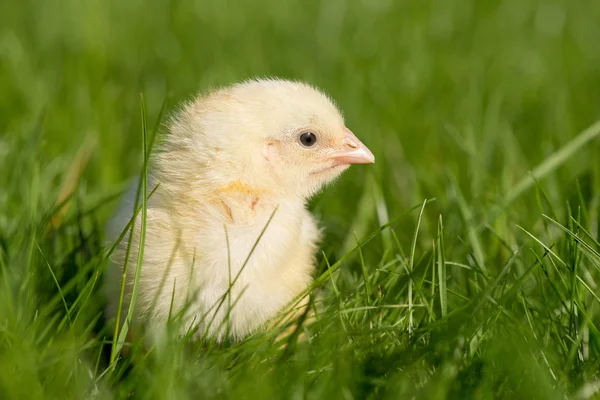 Yeni yumurtadan civciv yeşil çimenlerin üzerinde — Stok fotoğraf