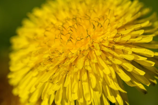 Dente di leone su sfondo verde - focus selettivo — Foto Stock