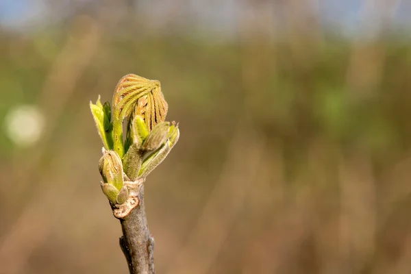 Ramos brotantes na primavera - foco seletivo — Fotografia de Stock