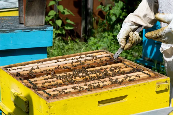 Apicultor trabajando en sus colmenas en el jardín — Foto de Stock