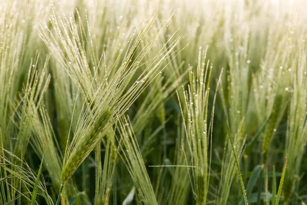 Impianti cerealicoli, orzo, con diversa attenzione — Foto Stock