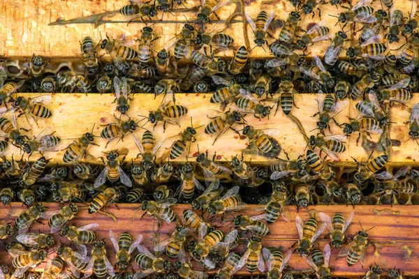 Close-up van bijen op honingraat in bijenstal — Stockfoto