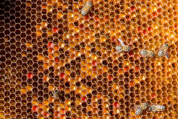 Closeup lebah di sarang lebah di apiary — Stok Foto