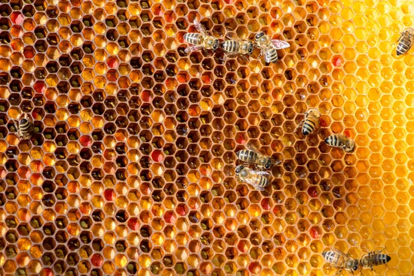 Gros plan d'abeilles en nid d'abeille dans le rucher — Photo